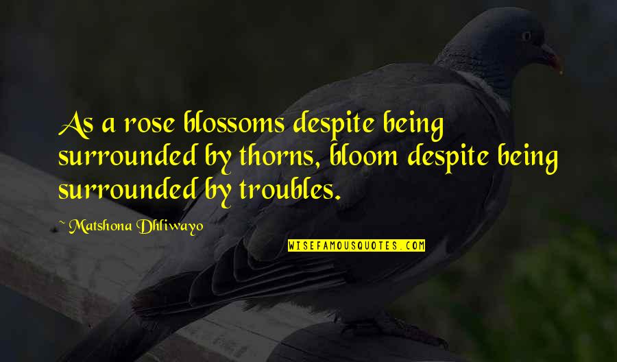 Fuzzier Golden Quotes By Matshona Dhliwayo: As a rose blossoms despite being surrounded by