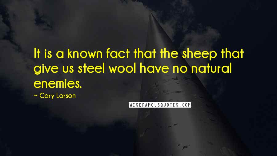 Gary Larson quotes: It is a known fact that the sheep that give us steel wool have no natural enemies.
