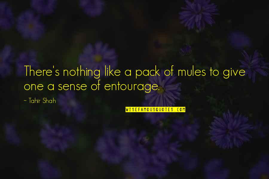 Gatecrasher Wet Quotes By Tahir Shah: There's nothing like a pack of mules to