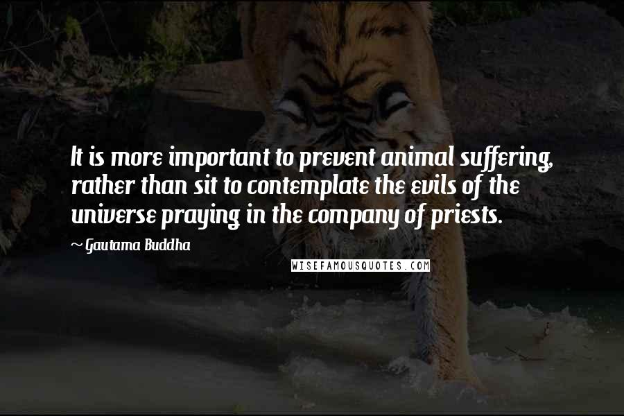 Gautama Buddha quotes: It is more important to prevent animal suffering, rather than sit to contemplate the evils of the universe praying in the company of priests.