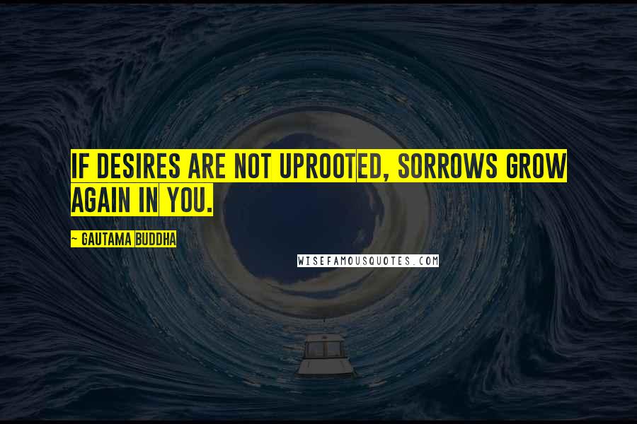 Gautama Buddha quotes: If desires are not uprooted, sorrows grow again in you.