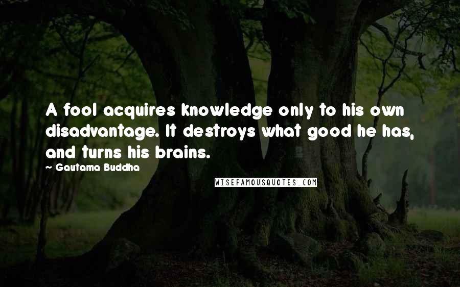 Gautama Buddha quotes: A fool acquires knowledge only to his own disadvantage. It destroys what good he has, and turns his brains.