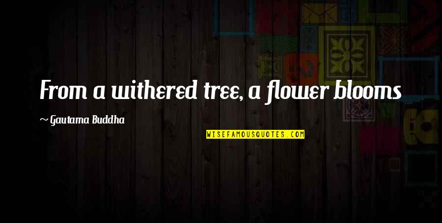 Gautama Quotes By Gautama Buddha: From a withered tree, a flower blooms