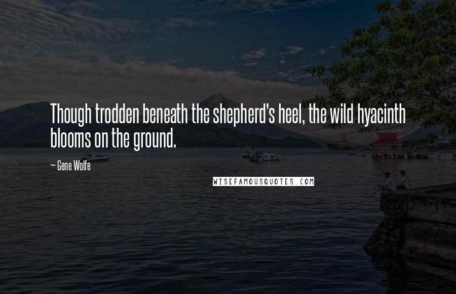 Gene Wolfe quotes: Though trodden beneath the shepherd's heel, the wild hyacinth blooms on the ground.