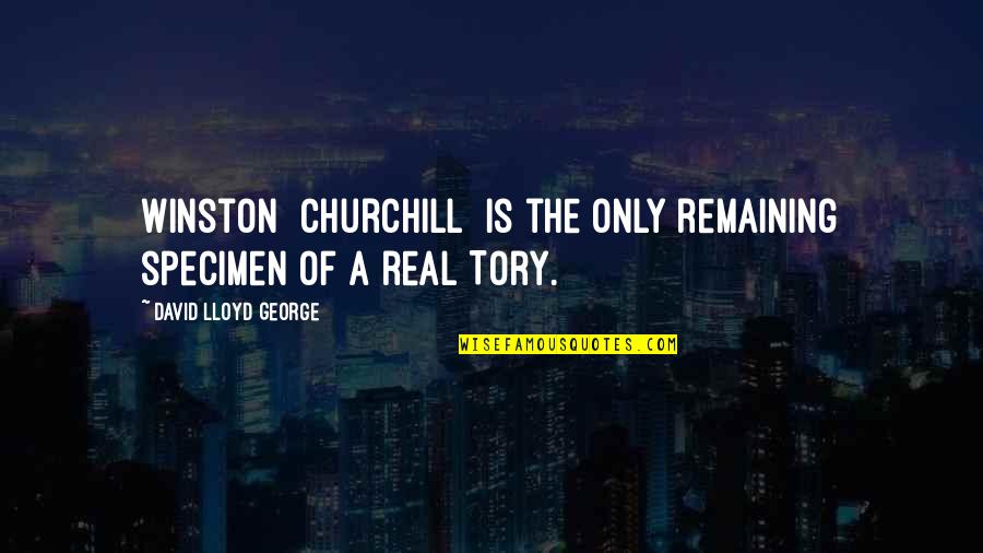 Gents Quotes By David Lloyd George: Winston [Churchill] is the only remaining specimen of