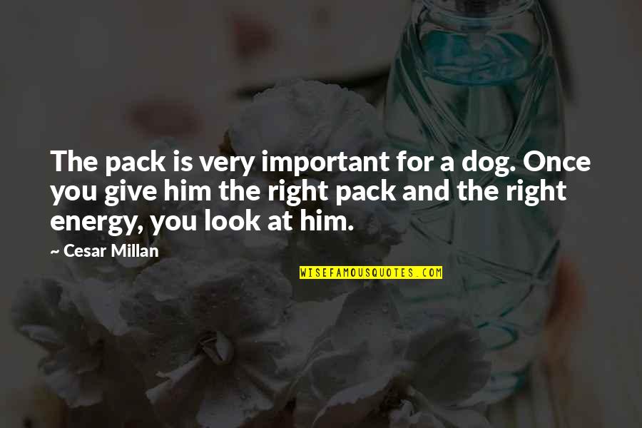 George's Marvellous Medicine Quotes By Cesar Millan: The pack is very important for a dog.