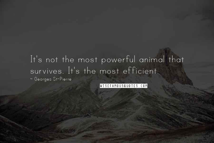 Georges St-Pierre quotes: It's not the most powerful animal that survives. It's the most efficient.