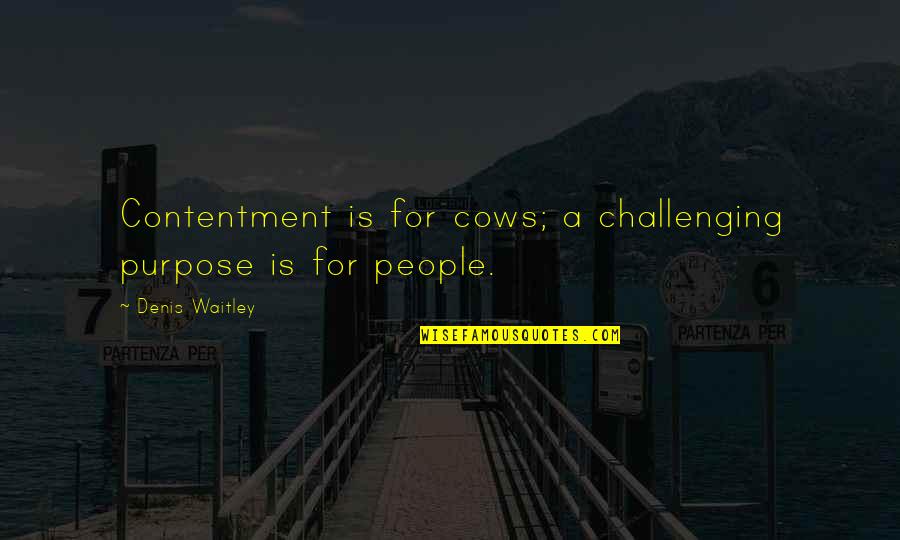 Georgeta Troncos Quotes By Denis Waitley: Contentment is for cows; a challenging purpose is