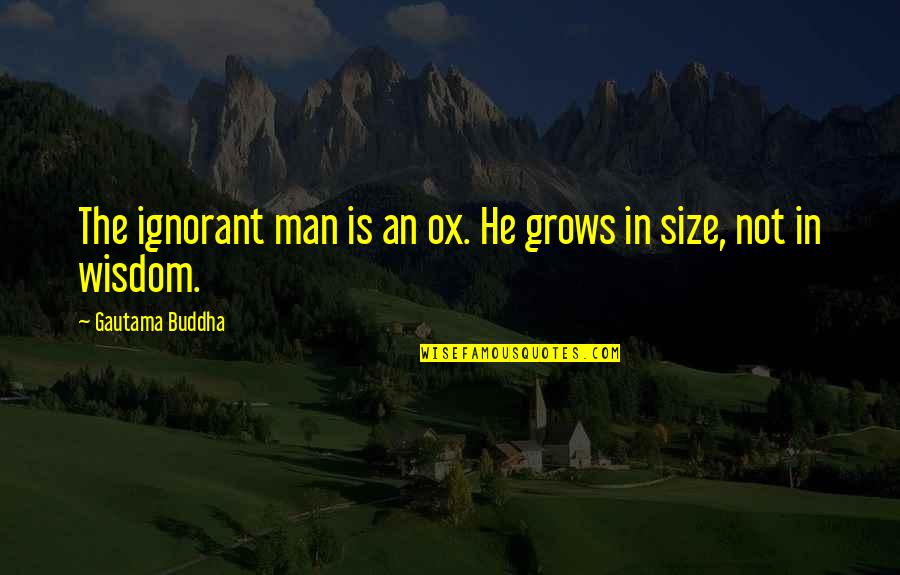 Gieseking Quotes By Gautama Buddha: The ignorant man is an ox. He grows