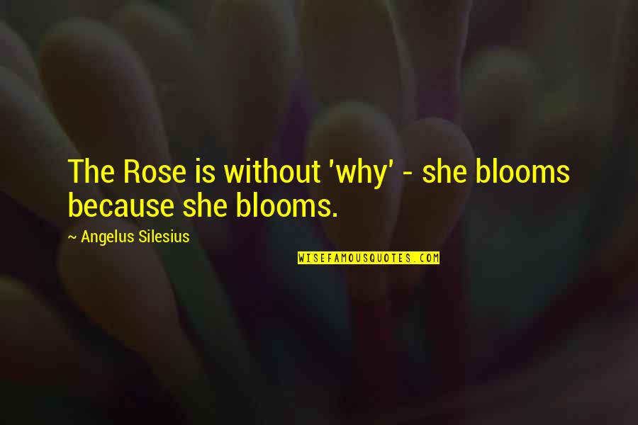 Girl Who Saved The King Of Sweden Quotes By Angelus Silesius: The Rose is without 'why' - she blooms Girl Who Saved The King Of Sweden Quotes By Angelus Silesius: The Rose is without 'why' - she blooms