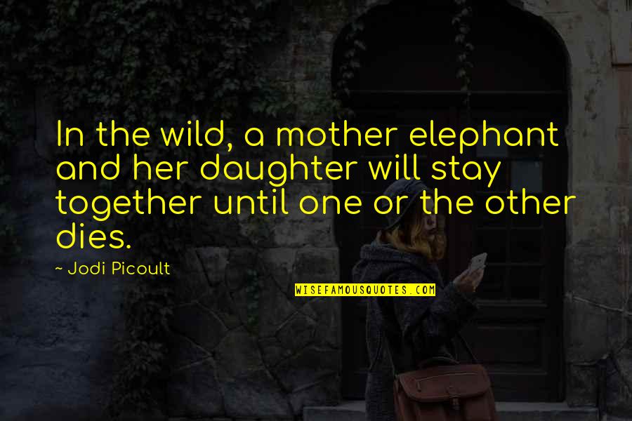 Girlfriend And Boyfriend Fighting Quotes By Jodi Picoult: In the wild, a mother elephant and her