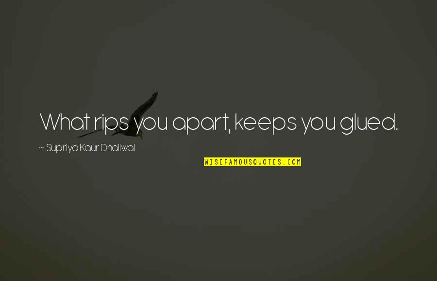 Glued Quotes By Supriya Kaur Dhaliwal: What rips you apart, keeps you glued. Glued Quotes By Supriya Kaur Dhaliwal: What rips you apart, keeps you glued.