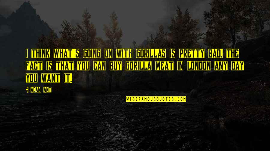 Going To London Quotes By Adam Ant: I think what's going on with gorillas is