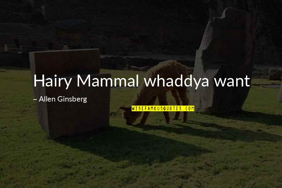 Good Election Quotes By Allen Ginsberg: Hairy Mammal whaddya want Good Election Quotes By Allen Ginsberg: Hairy Mammal whaddya want