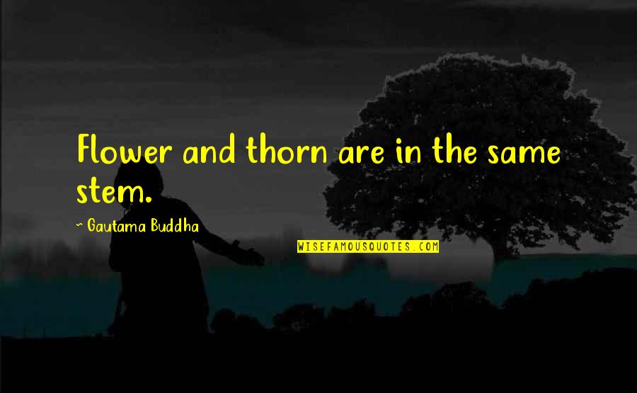 Goodine Syracuse Quotes By Gautama Buddha: Flower and thorn are in the same stem.