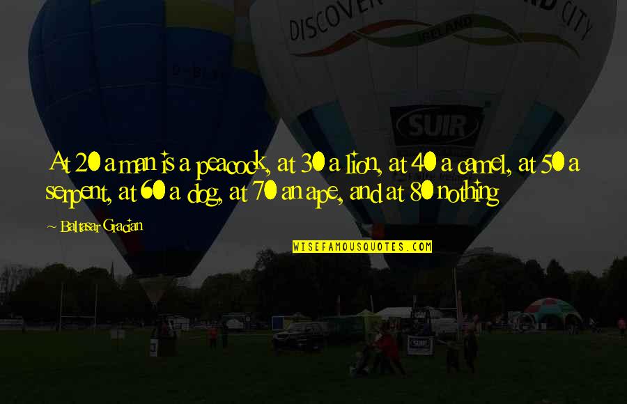 Gracian Quotes By Baltasar Gracian: At 20 a man is a peacock, at Gracian Quotes By Baltasar Gracian: At 20 a man is a peacock, at
