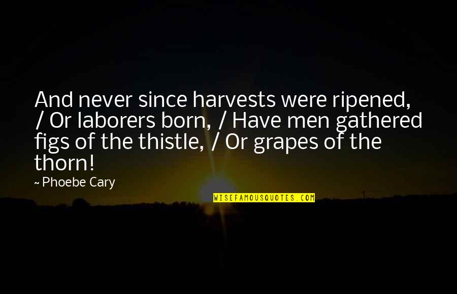 Grapes Quotes By Phoebe Cary: And never since harvests were ripened, / Or