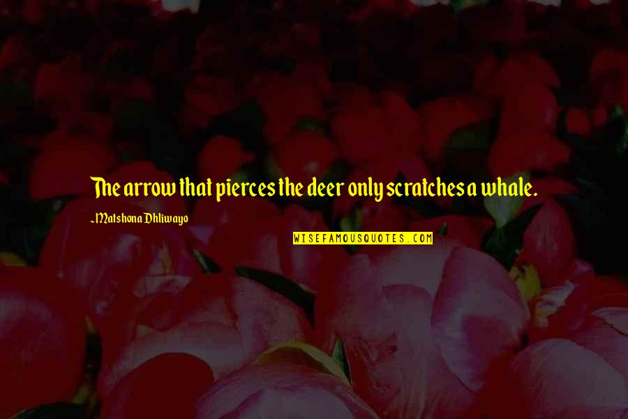 Gratteris Quotes By Matshona Dhliwayo: The arrow that pierces the deer only scratches Gratteris Quotes By Matshona Dhliwayo: The arrow that pierces the deer only scratches