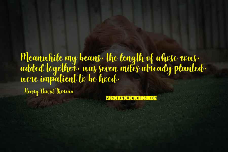 Great Photo Album Quotes By Henry David Thoreau: Meanwhile my beans, the length of whose rows,