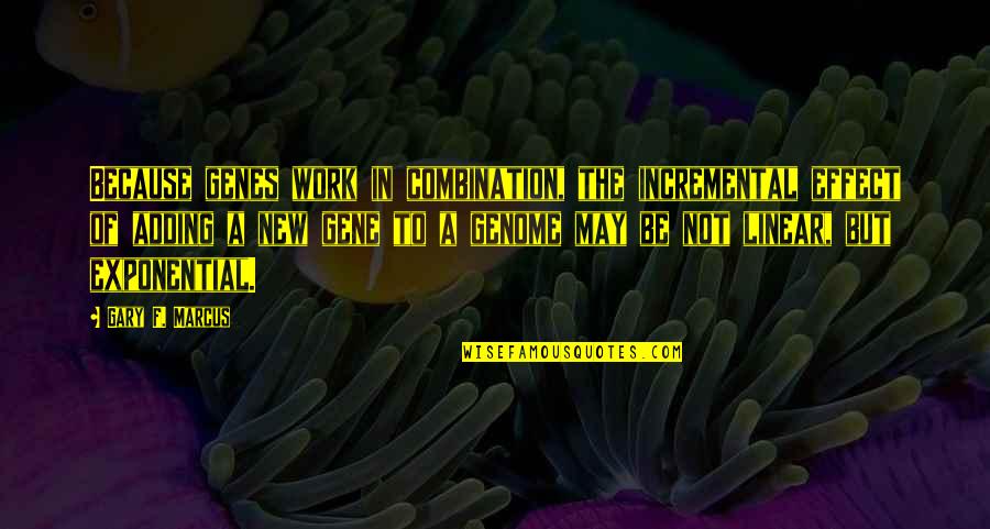 Gritters Quotes By Gary F. Marcus: Because genes work in combination, the incremental effect Gritters Quotes By Gary F. Marcus: Because genes work in combination, the incremental effect