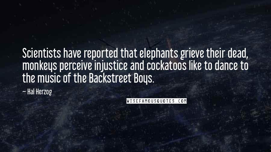 Hal Herzog quotes: Scientists have reported that elephants grieve their dead, monkeys perceive injustice and cockatoos like to dance to the music of the Backstreet Boys. Hal Herzog quotes: Scientists have reported that elephants grieve their dead, monkeys perceive injustice and cockatoos like to dance to the music of the Backstreet Boys.