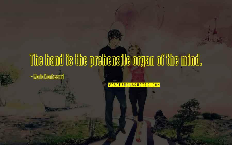 Hand Painted Love Quotes By Maria Montessori: The hand is the prehensile organ of the