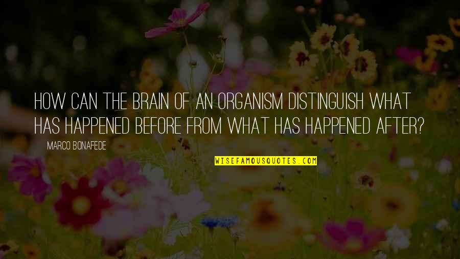 Happened How Quotes By Marco Bonafede: How can the brain of an organism distinguish