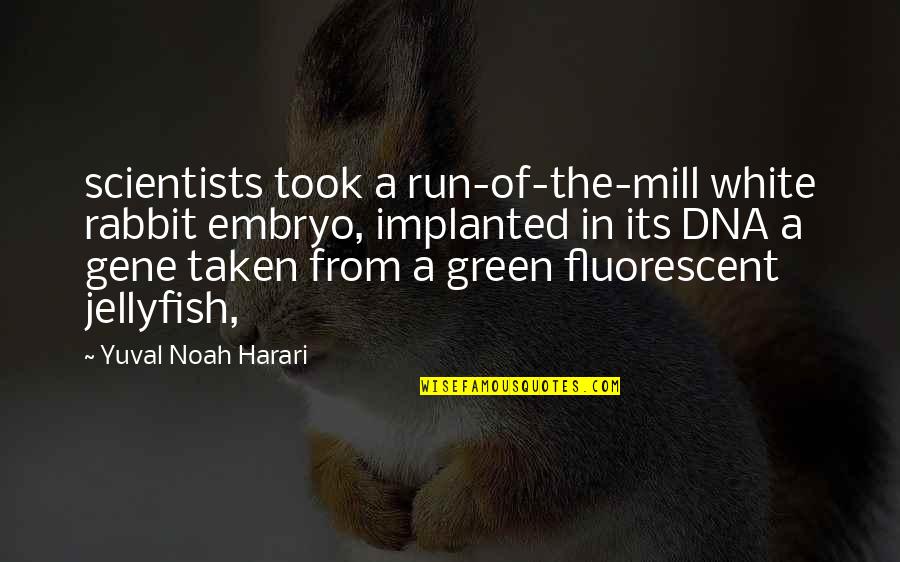 Harari Quotes By Yuval Noah Harari: scientists took a run-of-the-mill white rabbit embryo, implanted