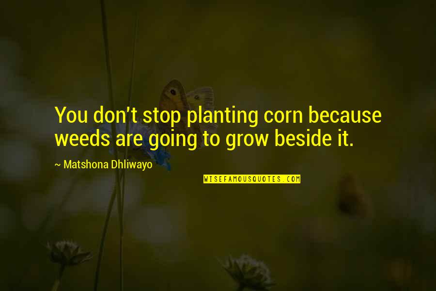Hartigan Manor Quotes By Matshona Dhliwayo: You don't stop planting corn because weeds are Hartigan Manor Quotes By Matshona Dhliwayo: You don't stop planting corn because weeds are