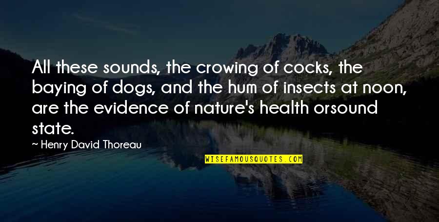 Health And Nature Quotes By Henry David Thoreau: All these sounds, the crowing of cocks, the