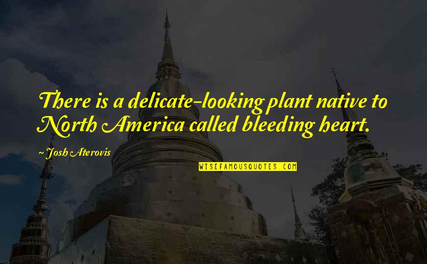 Heart Bleeding Quotes By Josh Aterovis: There is a delicate-looking plant native to North