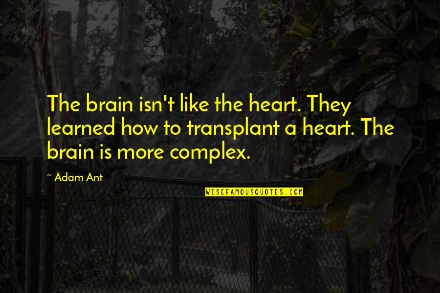 Heart Transplant Quotes By Adam Ant: The brain isn't like the heart. They learned Heart Transplant Quotes By Adam Ant: The brain isn't like the heart. They learned