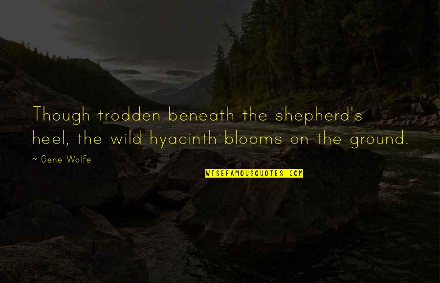 Heel'd Quotes By Gene Wolfe: Though trodden beneath the shepherd's heel, the wild