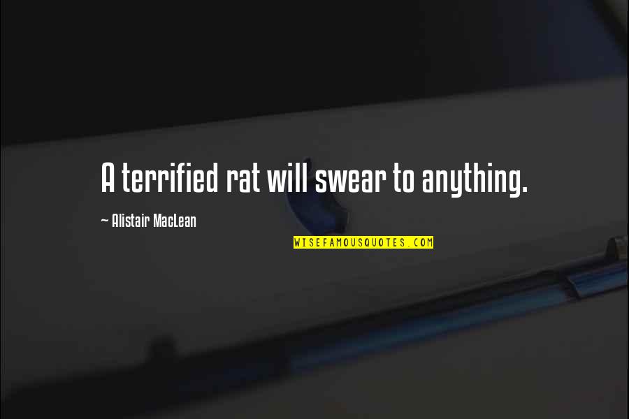 Heitkamp For Senate Quotes By Alistair MacLean: A terrified rat will swear to anything.