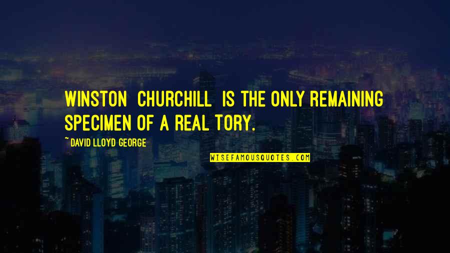 Hellebuycks Quotes By David Lloyd George: Winston [Churchill] is the only remaining specimen of