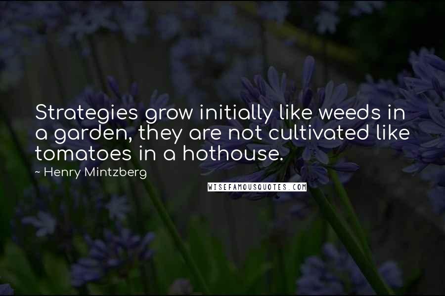 Henry Mintzberg quotes: Strategies grow initially like weeds in a garden, they are not cultivated like tomatoes in a hothouse.