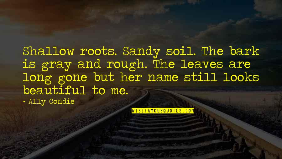 Her Looks Quotes By Ally Condie: Shallow roots. Sandy soil. The bark is gray