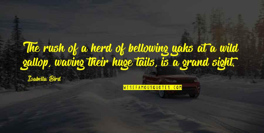 Herd Quotes By Isabella Bird: The rush of a herd of bellowing yaks