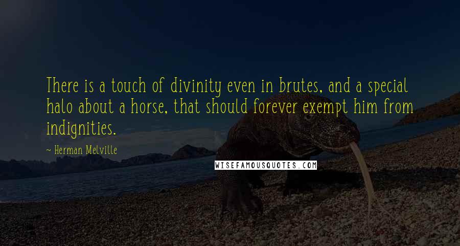 Herman Melville quotes: There is a touch of divinity even in brutes, and a special halo about a horse, that should forever exempt him from indignities. Herman Melville quotes: There is a touch of divinity even in brutes, and a special halo about a horse, that should forever exempt him from indignities.