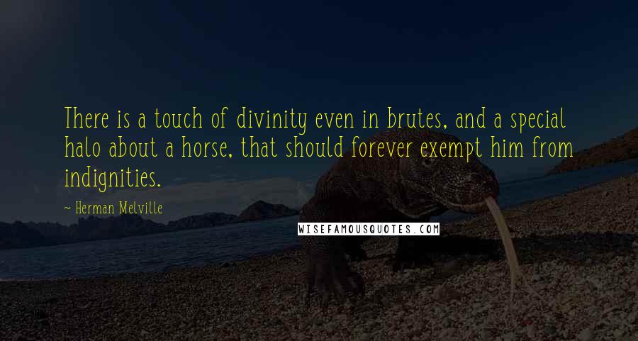 Herman Melville quotes: There is a touch of divinity even in brutes, and a special halo about a horse, that should forever exempt him from indignities.