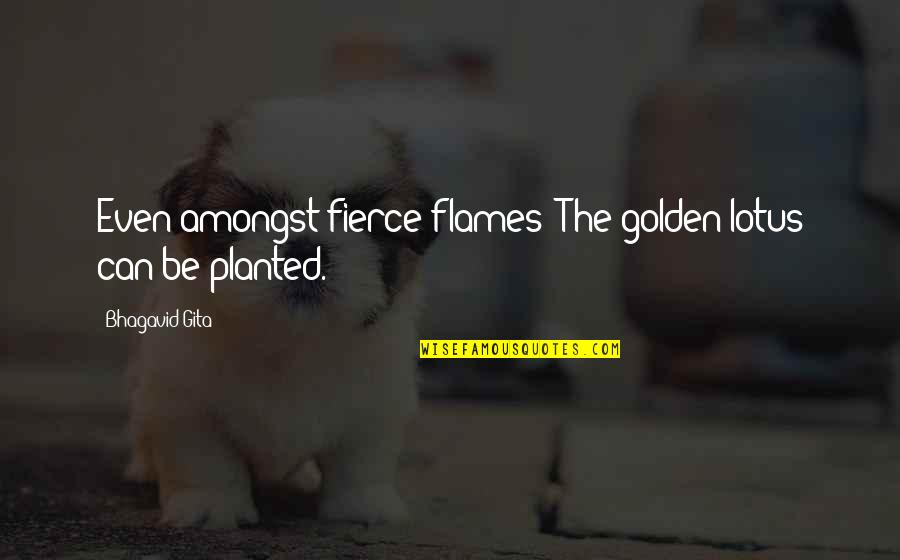 Hindu Scriptures Quotes By Bhagavid-Gita: Even amongst fierce flames/ The golden lotus can