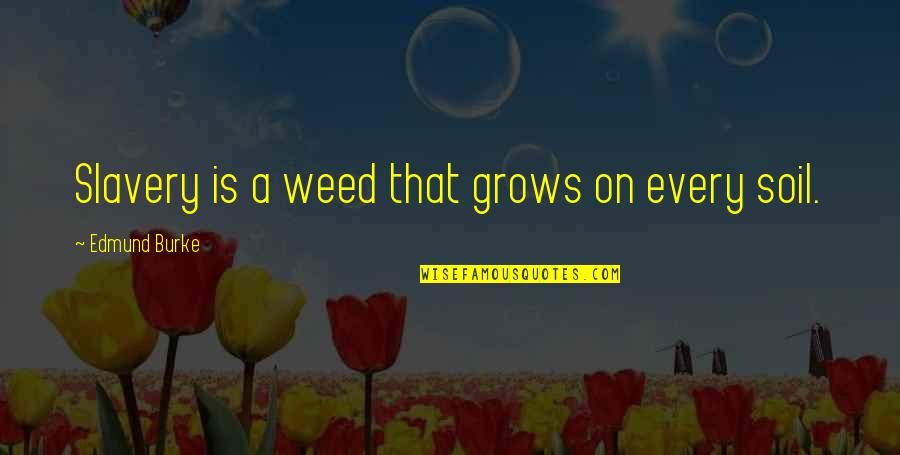 Hirschi Quotes By Edmund Burke: Slavery is a weed that grows on every Hirschi Quotes By Edmund Burke: Slavery is a weed that grows on every