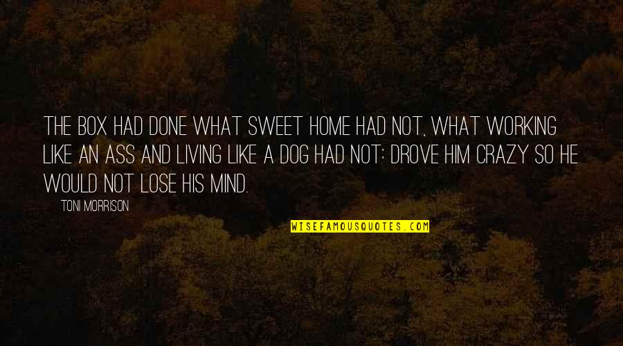 Hoarseness Icd Quotes By Toni Morrison: The box had done what Sweet Home had Hoarseness Icd Quotes By Toni Morrison: The box had done what Sweet Home had