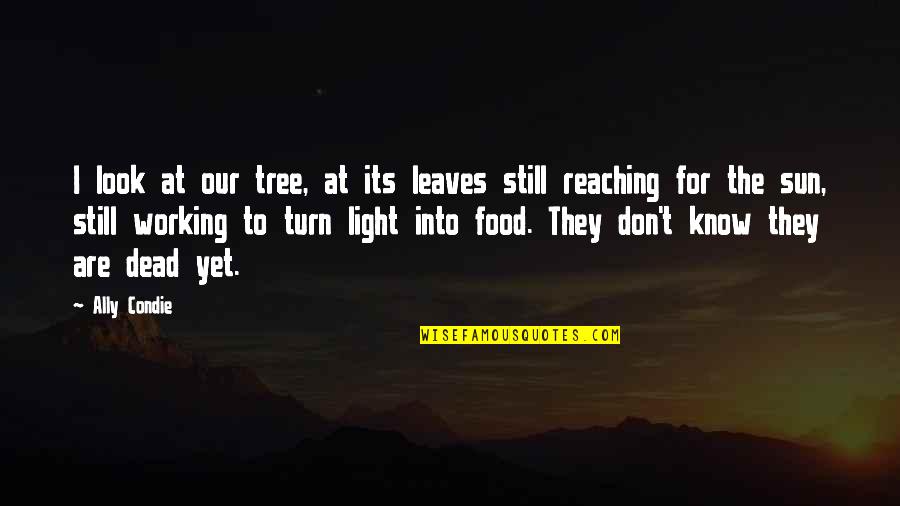 Hope Is Light Quotes By Ally Condie: I look at our tree, at its leaves Hope Is Light Quotes By Ally Condie: I look at our tree, at its leaves