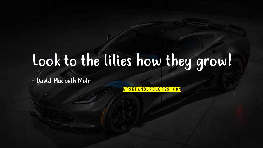 How To Looks Quotes By David Macbeth Moir: Look to the lilies how they grow! How To Looks Quotes By David Macbeth Moir: Look to the lilies how they grow!