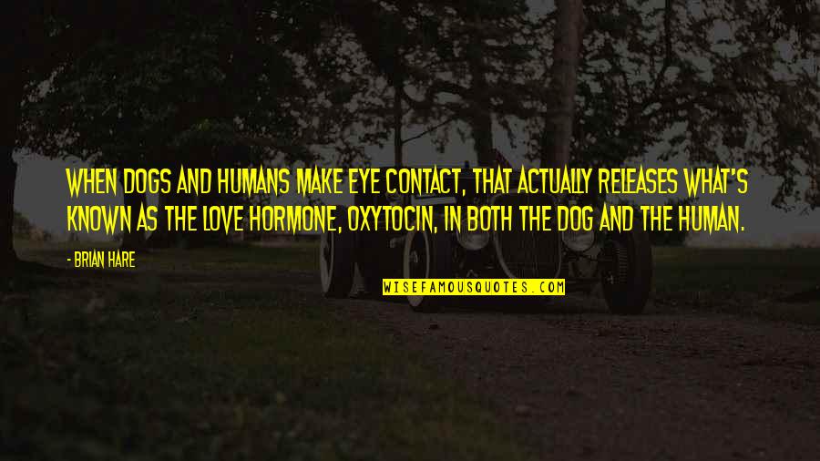 Human And Dog Quotes By Brian Hare: When dogs and humans make eye contact, that