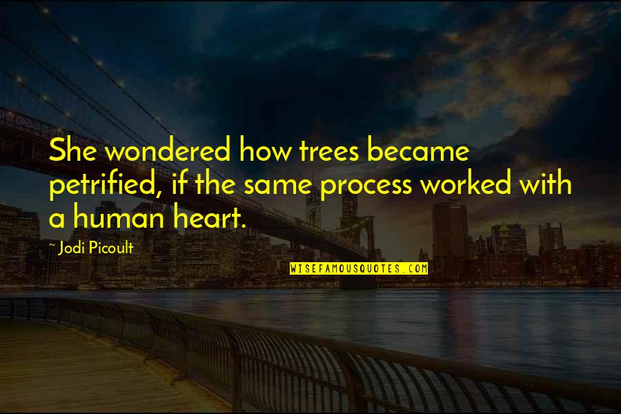 Human And Trees Quotes By Jodi Picoult: She wondered how trees became petrified, if the Human And Trees Quotes By Jodi Picoult: She wondered how trees became petrified, if the