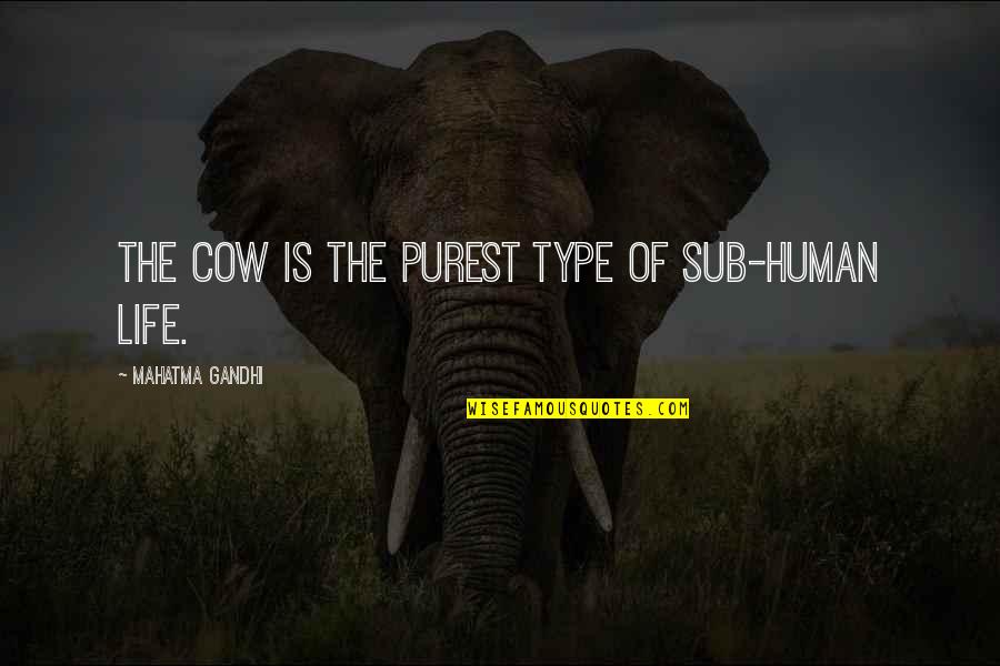 Human Of Quotes By Mahatma Gandhi: The cow is the purest type of sub-human Human Of Quotes By Mahatma Gandhi: The cow is the purest type of sub-human