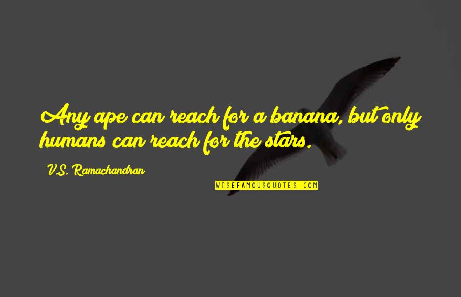 Humans And Evolution Quotes By V.S. Ramachandran: Any ape can reach for a banana, but Humans And Evolution Quotes By V.S. Ramachandran: Any ape can reach for a banana, but