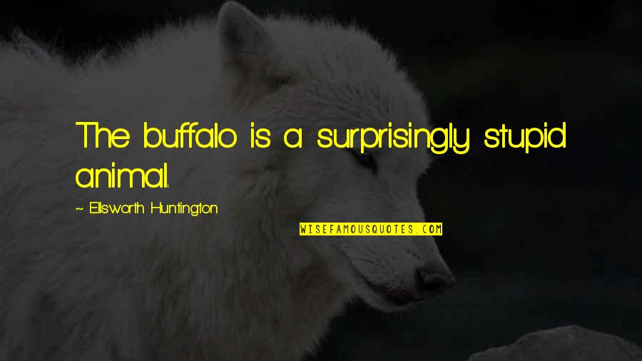 Huntington's Quotes By Ellsworth Huntington: The buffalo is a surprisingly stupid animal.